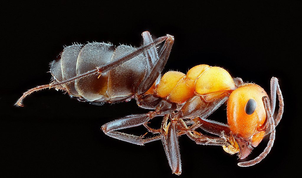 Ant Control service in Chicopee, MA