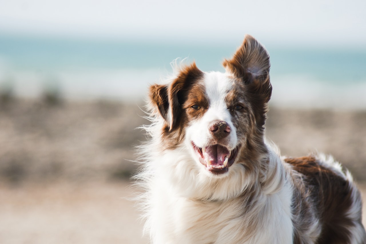 Flea & Tick Control service in Chicopee, MA