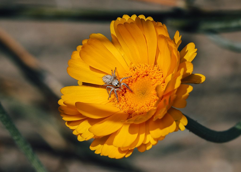 Spider Control service in Chicopee, MA